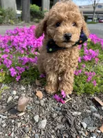 Ginger, a male Poodle - Toy  for sale in Sacramento, CA – Photo 7 of 10