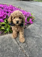 Ginger, a male Poodle - Toy  for sale in Sacramento, CA – Photo 4 of 10