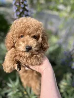 Ginger, a male Poodle - Toy  for sale in Sacramento, CA – Photo 3 of 10