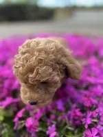 Ginger, a male Poodle - Toy  for sale in Sacramento, CA – Photo 5 of 10