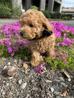 Ginger, a male Poodle - Toy  for sale in Sacramento, CA – Photo 8 of 10