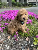 Ginger, a male Poodle - Toy  for sale in Sacramento, CA – Photo 10 of 10