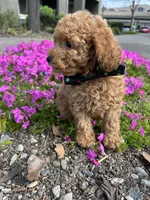 Ginger, a male Poodle - Toy  for sale in Sacramento, CA – Photo 9 of 10