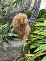 Ginger, a male Poodle - Toy  for sale in Sacramento, CA – Photo 2 of 10