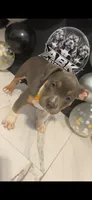 Kitana Kahn, a female American Bully for sale in Valdosta, GA – 3 of 6
