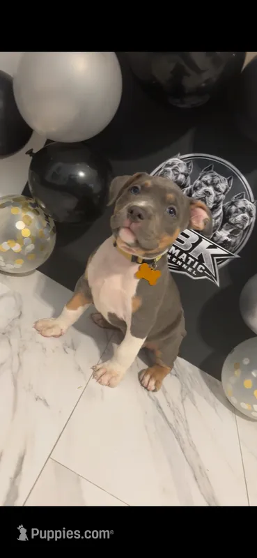 Kitana Kahn – American Bully puppy for sale in Valdosta, GA