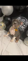 Kitana Kahn, a female American Bully for sale in Valdosta, GA – 1 of 6