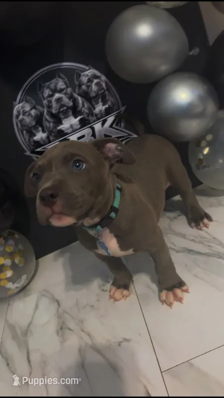 Nitrous Blue  – American Bully puppy for sale in Valdosta, GA