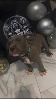 Nitrous Blue , a male American Bully for sale in Valdosta, GA – 1 of 4