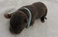 Nitrous Blue , a male American Bully for sale in Valdosta, GA – 3 of 4