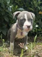 Xochitl (So-Chee)  , a female American Bully for sale in Valdosta, GA – 4 of 5
