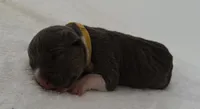 Kitana Kahn, a female American Bully for sale in Valdosta, GA – 5 of 6