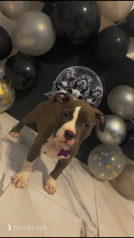 Xochitl (So-Chee)   – American Bully puppy for sale in Valdosta, GA