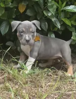 Kitana Kahn, a female American Bully for sale in Valdosta, GA – 2 of 6
