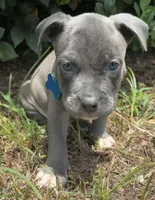 Nitrous Blue , a male American Bully for sale in Valdosta, GA – 2 of 4