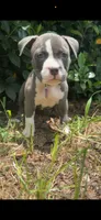 Xochitl (So-Chee)  , a female American Bully for sale in Valdosta, GA – 2 of 5