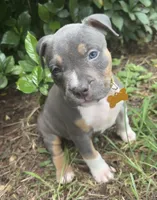 Kitana Kahn, a female American Bully for sale in Valdosta, GA – 4 of 6