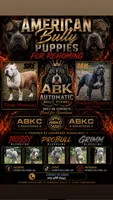 Xochitl (So-Chee)  , a female American Bully for sale in Valdosta, GA – 5 of 5