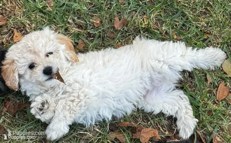 Snowball – Poodle - Miniature  puppy for sale in Grand Bay, AL