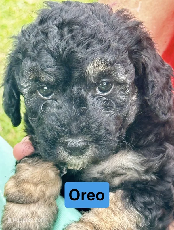 Oreo – Poodle - Miniature  puppy for sale in Grand Bay, AL