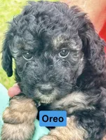 Oreo, a male Poodle - Miniature  for sale in Grand Bay, AL – 1 of 2