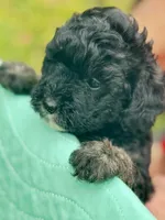 Pepper, a female Poodle - Miniature  for sale in Grand Bay, AL – 2 of 2