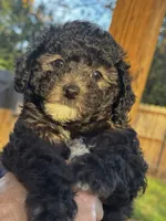 Coco, a female Poodle - Miniature  for sale in Grand Bay, AL – 2 of 2