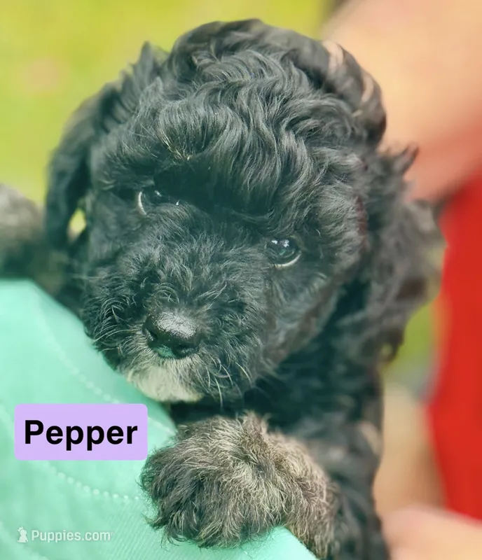 Pepper – Poodle - Miniature  puppy for sale in Grand Bay, AL