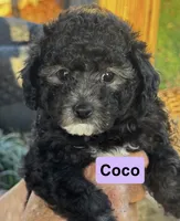 Coco, a female Poodle - Miniature  for sale in Grand Bay, AL – 1 of 2