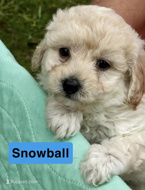 Snowball – Poodle - Miniature  puppy for sale in Grand Bay, AL