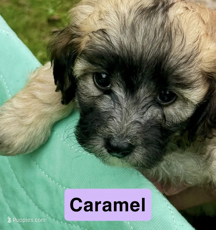 Caramel – Poodle - Miniature  puppy for sale in Grand Bay, AL