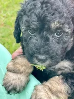 Oreo, a male Poodle - Miniature  for sale in Grand Bay, AL – 2 of 2