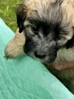 Caramel, a female Poodle - Miniature  for sale in Grand Bay, AL – 2 of 2