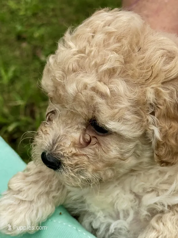 Biscuit – Poodle - Miniature  puppy for sale in Grand Bay, AL