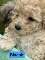 Biscuit, a male Poodle - Miniature  for sale in Grand Bay, AL – 2 of 2