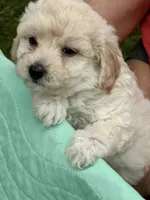 Snowball, a male Poodle - Miniature  for sale in Grand Bay, AL – 2 of 2