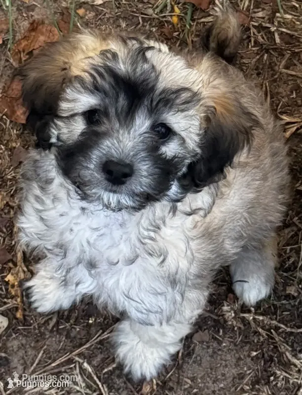 Caramel – Poodle - Miniature  puppy for sale in Grand Bay, AL