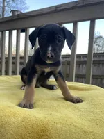 Mouse, a male Belgian Shepherd Dog for sale in Powder Springs, GA – Photo 2 of 3