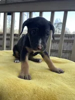 Mouse, a male Belgian Shepherd Dog for sale in Powder Springs, GA – Photo 1 of 3