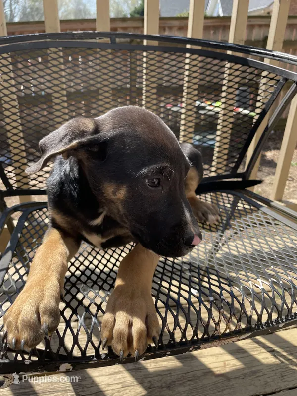 Mouse – Belgian Shepherd Dog puppy for sale in Powder Springs, GA