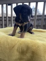 Mouse, a male Belgian Shepherd Dog for sale in Powder Springs, GA – Photo 3 of 3