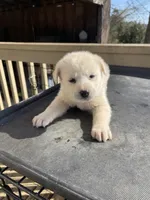 Gala, a female Great Pyrenees and Alaskan Husky for sale in Powder Springs, GA – Photo 3 of 3