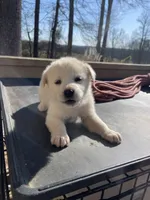 Gala, a female Great Pyrenees and Alaskan Husky for sale in Powder Springs, GA – Photo 1 of 3