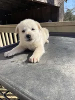 Gala, a female Great Pyrenees and Alaskan Husky for sale in Powder Springs, GA – Photo 2 of 3