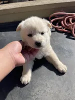 lilly , a female Great Pyrenees and Alaskan Husky for sale in Powder Springs, GA – Photo 3 of 3
