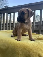 Chanel , a female Belgian Shepherd Dog for sale in Powder Springs, GA – Photo 4 of 4