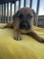 Chanel , a female Belgian Shepherd Dog for sale in Powder Springs, GA – Photo 2 of 4