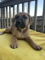 Chanel , a female Belgian Shepherd Dog for sale in Powder Springs, GA – Photo 1 of 4