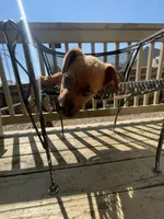 Timmy , a male Belgian Shepherd Dog for sale in Powder Springs, GA – Photo 2 of 4