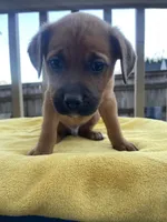 Timmy , a male Belgian Shepherd Dog for sale in Powder Springs, GA – Photo 4 of 4